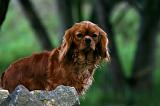 CAVALIER KING CHARLES 806